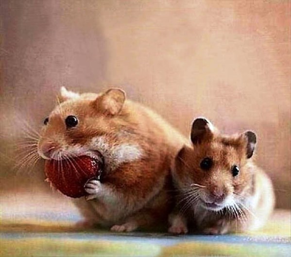 bit off more than you can chew mice